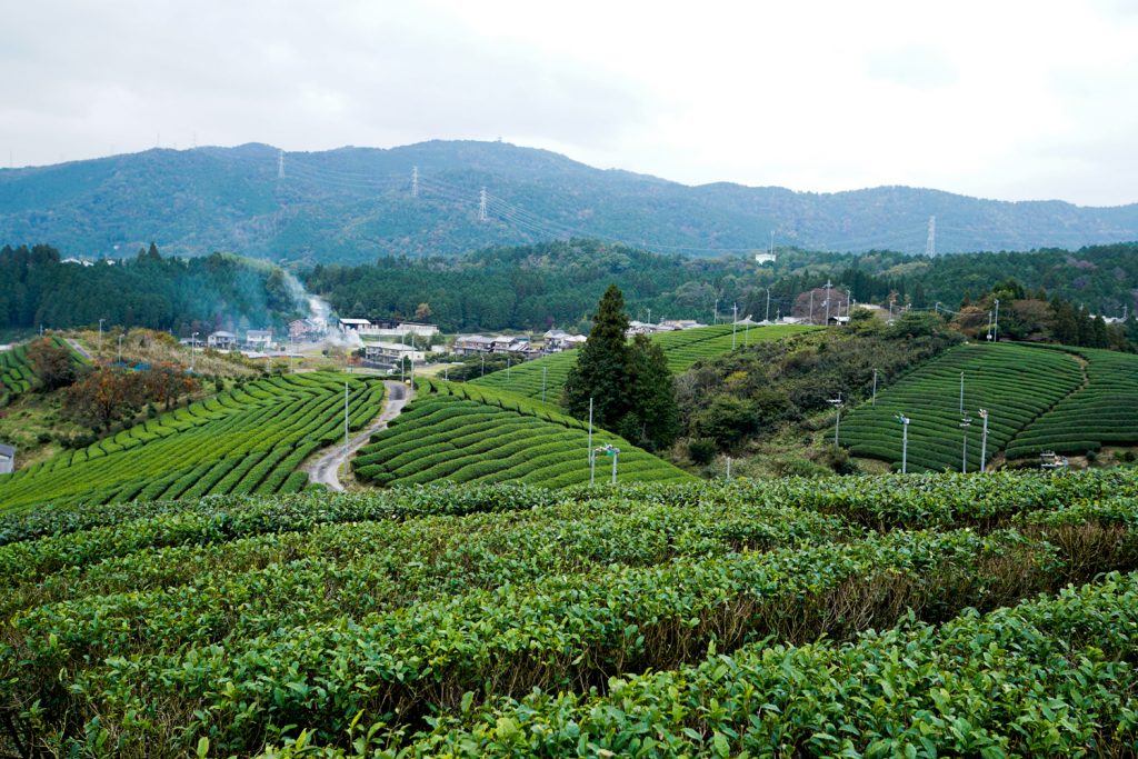 Ujitawara, the history of Japanese green tea. teameister in Kyoto